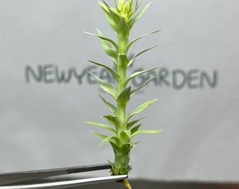 Huperzia goebelii Tissue Culture (1 item/bag)