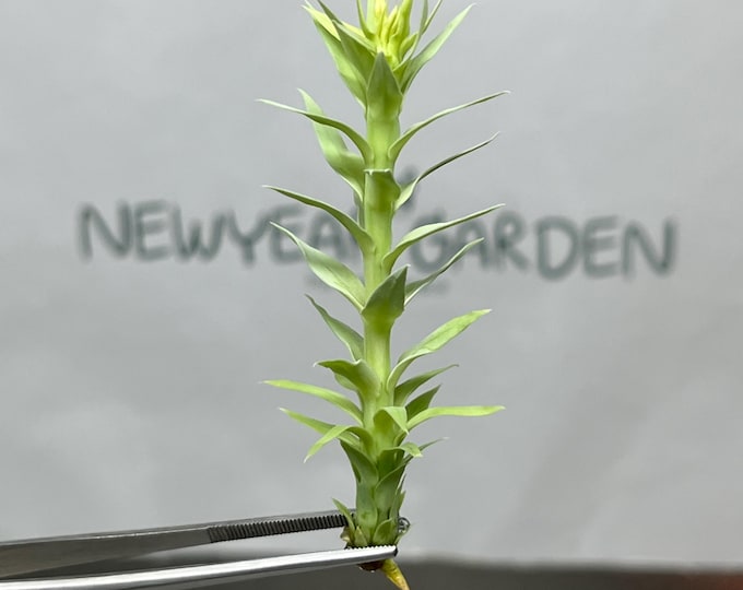 Huperzia goebelii Tissue Culture (1 item/bag)