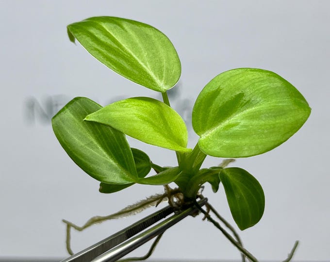 Philodendron Melanochrysum Tissue Culture (5 items/bag)