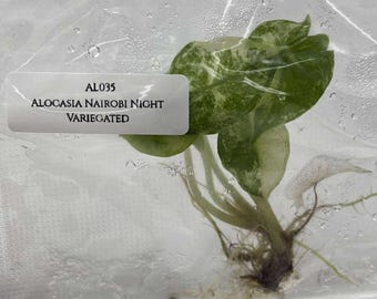 Special 50% OFF for Contaminated Alocasia 'Nairobi Night' Variegated (1 plant/bag) Tissue Culture