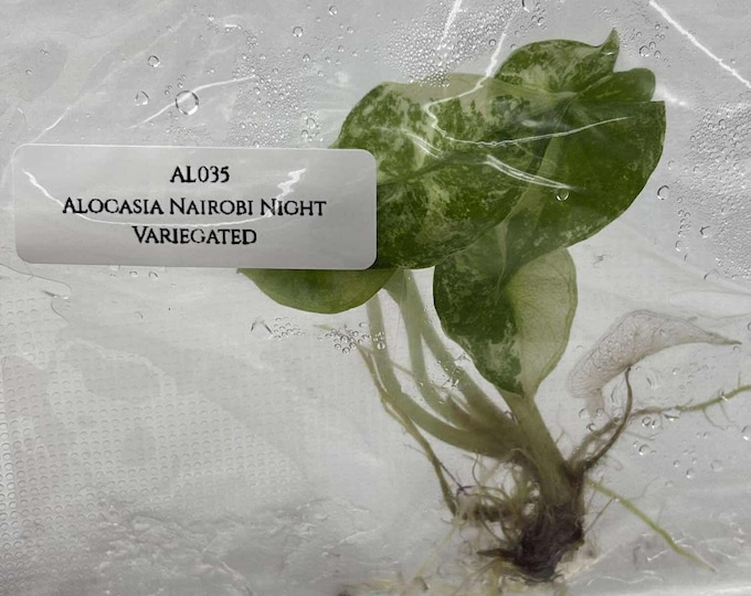 Special 50% OFF for Contaminated Alocasia 'Nairobi Night' Variegated (1 plant/bag) Tissue Culture