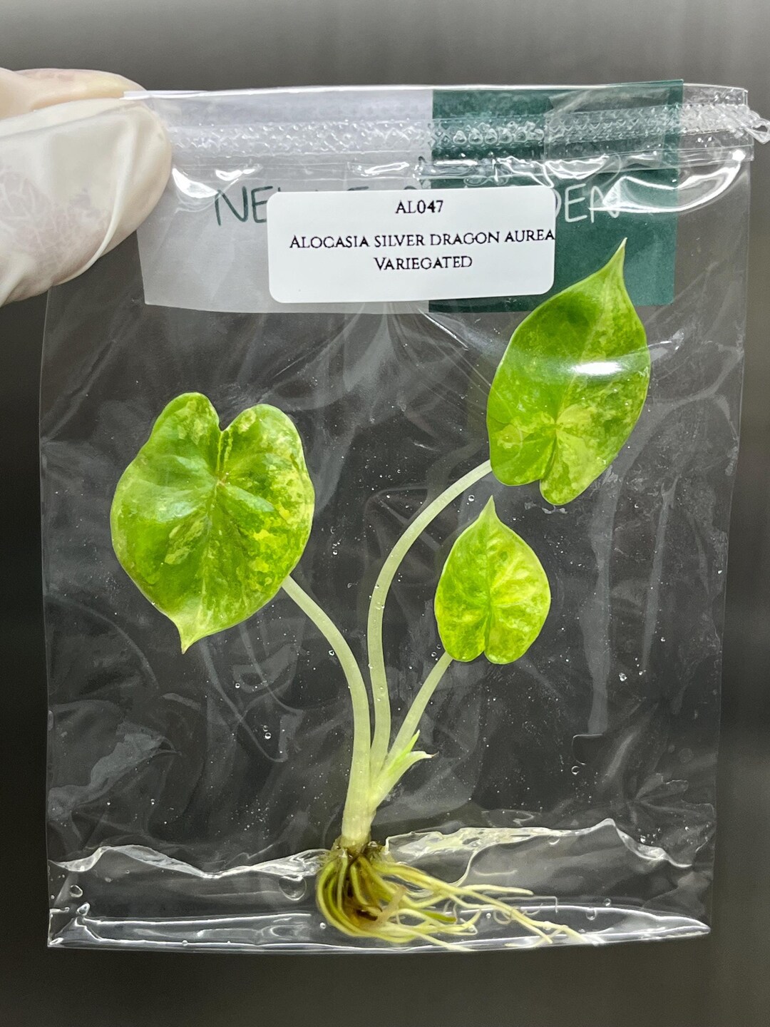 その他観葉植物 Alocasia Silver Dragon Aurea Variegated Thailand's Alocasia Silver Dragon Aurea Variegated 4