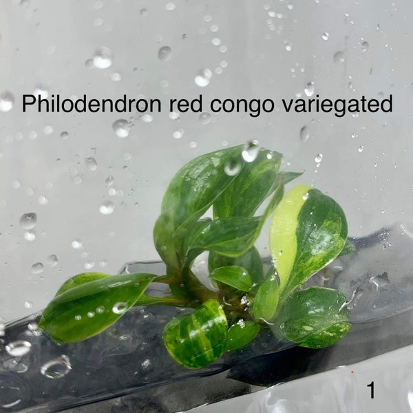 Philodendron Red congo Variegated / 1 planta por bolsa (Cultivo de Tejidos)