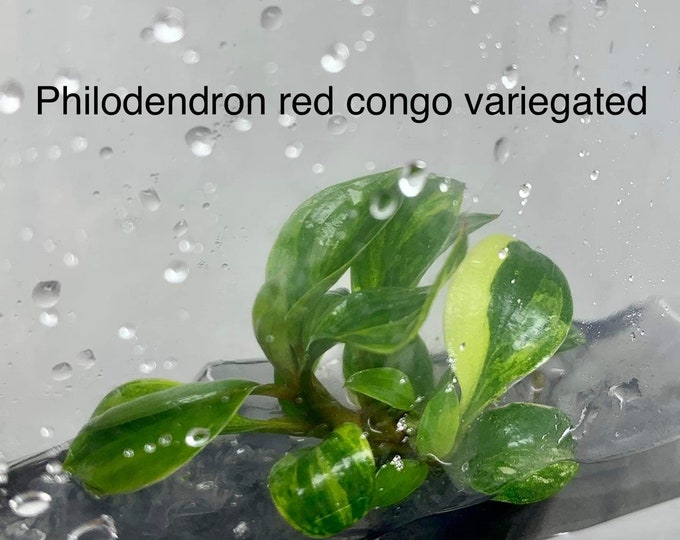 Philodendron Red congo Variegated | 1 plant per bag (Tissue Culture)