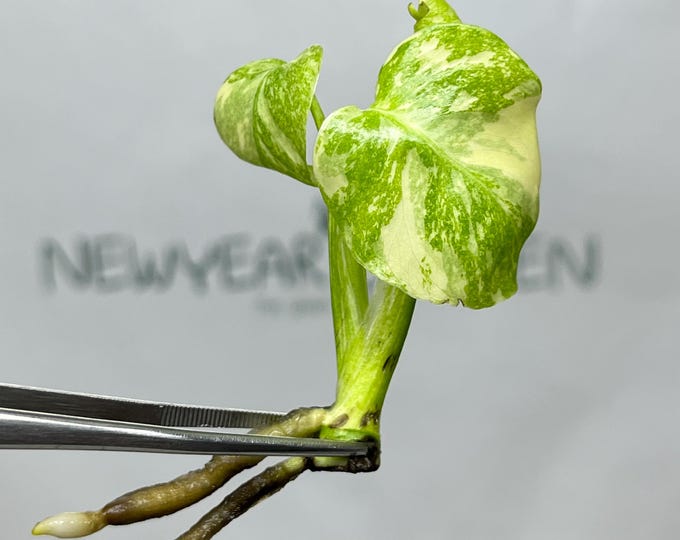 Monstera Creme Brulee Tissue Culture (1 item/bag)