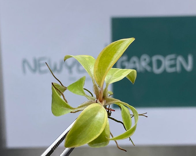 Philodendron Black Cardinal Variegated  Tissue Culture (1 item/bag)