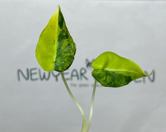 Alocasia Black Velvet Aurea Variegated Tissue Culture (1 item/bag)