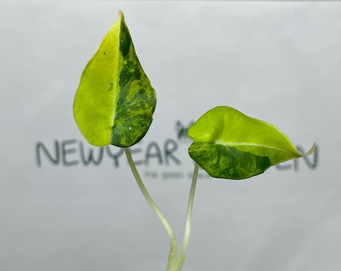 Alocasia Black Velvet Aurea Variegated Tissue Culture (1 item/bag)