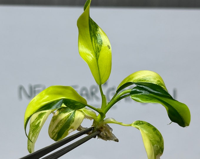 Philodendron Domesticum Variegated Tissue Culture (1 item/bag)