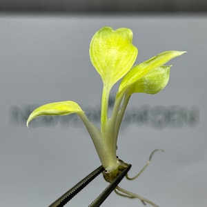 Puede incluir: Primer plano de una pequeña planta verde claro con varias hojas y raíces, sujeta por unas pinzas plateadas. La planta tiene un aspecto saludable. El fondo está borroso, con algo de texto visible.