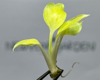 Spathiphyllum Sensation "Mint"  Tissue Culture (1 item/bag)