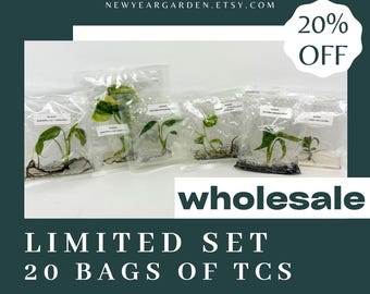 Special Set of 20 Bags of Monstera Tissue Culture