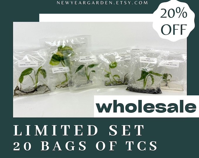 Special Set of 20 Bags of Monstera Tissue Culture