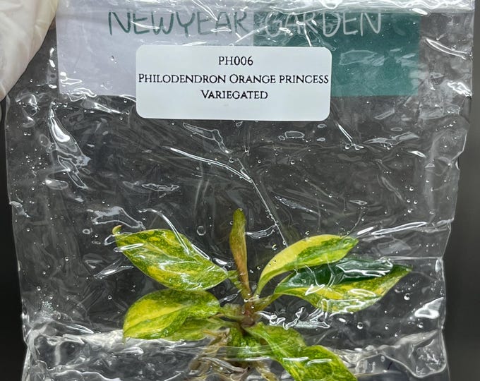 Philodendron Orange Princess Variegated Tissue Culture (1 item/bag)