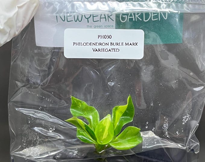 Philodendron Burle Marx Variegated Tissue Culture (1 item/bag)