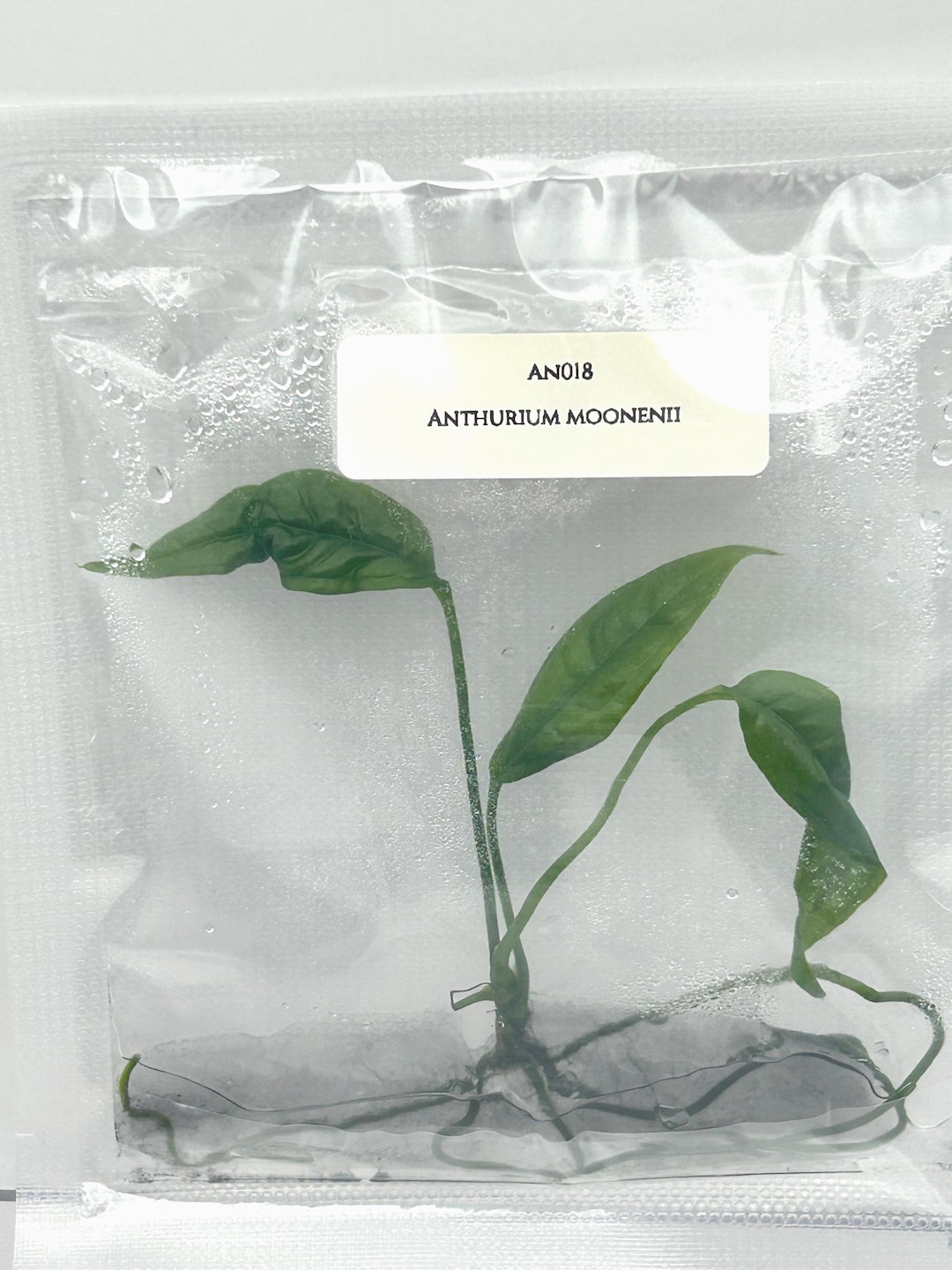 radicans anthurium Anthurium radicans 'luxurians' *Grower's Choice*