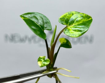 Syngonium Podophyllum Aurea Variegated Tissue Culture (1 item/bag)