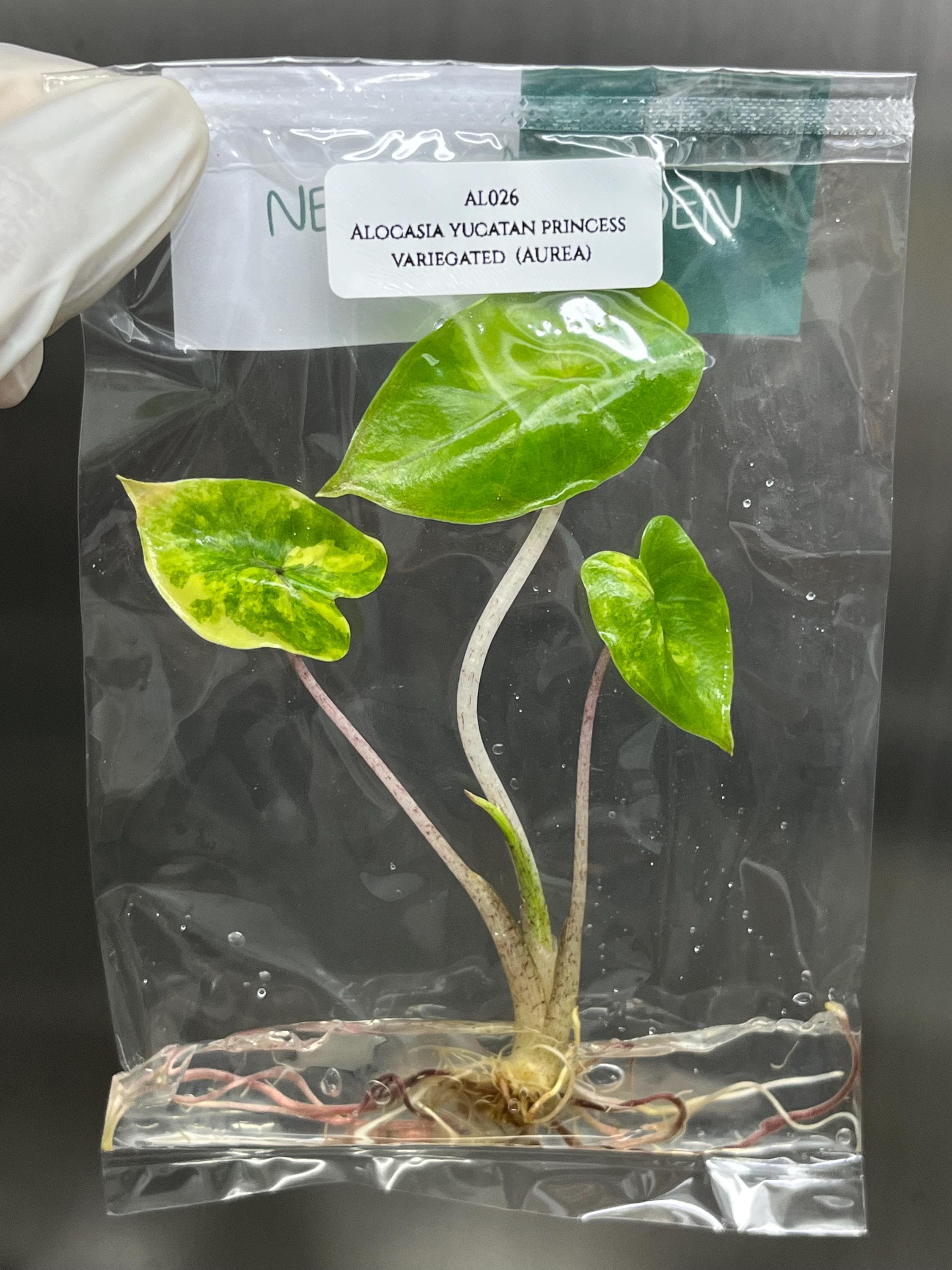 Variegated Alocasia Yucatan Princess - Etsy Variegated Alocasia Yucatan Princess - Etsy