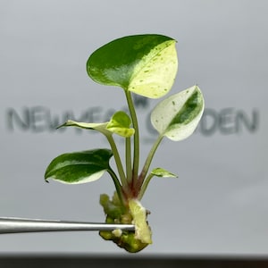 Variegated anthurium seedling - Etsy Schweiz