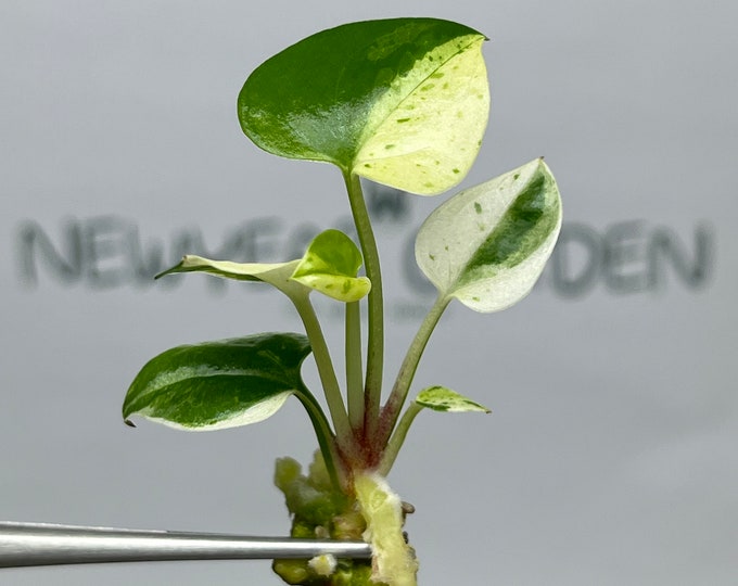 Anthurium 'Renaissance' White-Yellow Variegated Tissue Culture (1 item/bag)