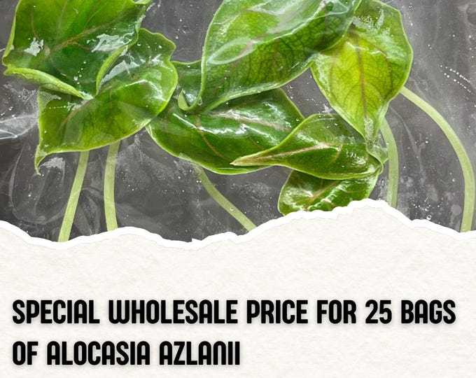Wholesale 25 Alocasia Azlanii Tissue Culture (Counted as 1 Item to Save Shipping Cost)