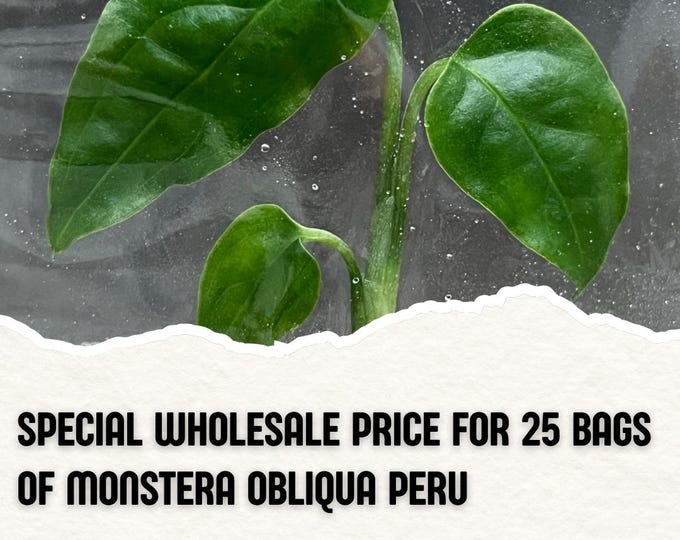 Wholesale 25 Monstera Obliqua Peru Tissue Culture (Counted as 1 Item to Save Shipping Cost)