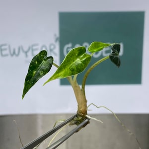 Può includere: Primo piano di una piccola pianta con foglie a forma di cuore. Le foglie verdi sono variegate di giallo. La pianta è tenuta da una pinzetta, con radici visibili. Lo sfondo include il testo "NEWYEAR GARDEN".