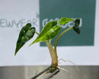 Cultivo de tejidos variegados de Alocasia Bambino Aurea (1 unidad/bolsa)