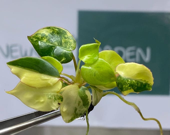 Philodendron Billietiae Variegated Tissue Culture (1 item/bag)