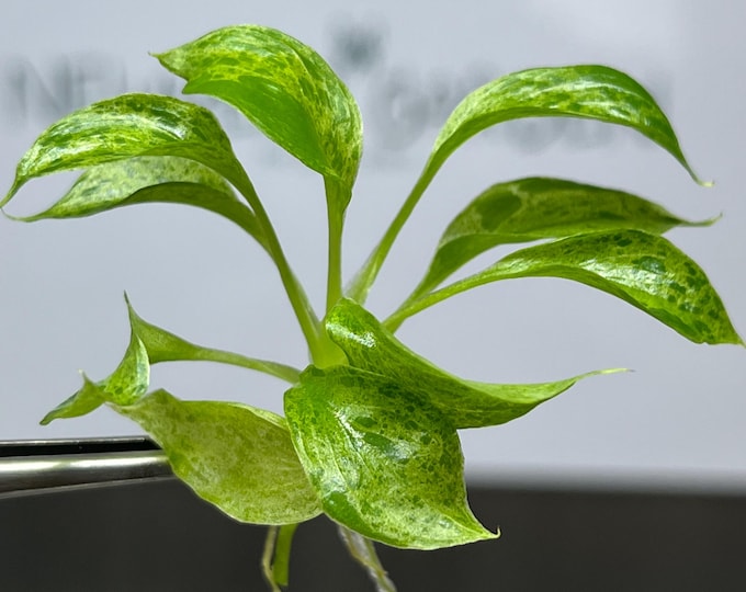 Philodendron Paraiso Verde Tissue Culture (5 items/bag)