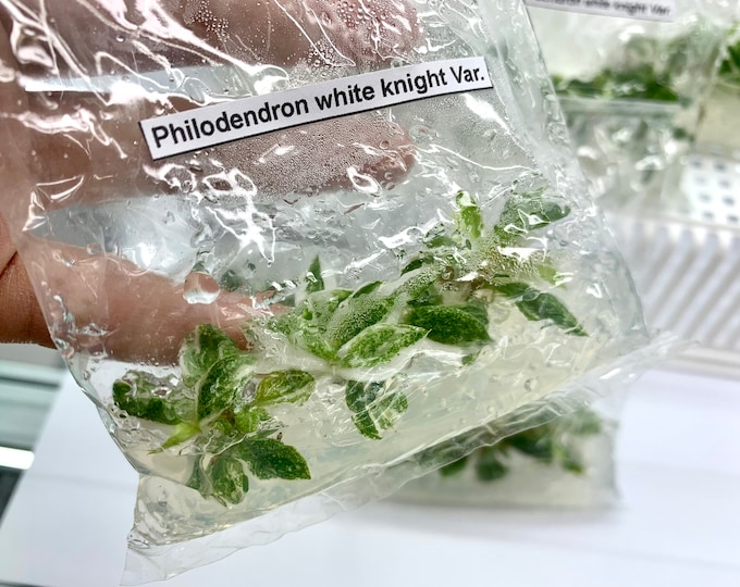 Philodendron White knight Var.| 1 bag (5 plants per bag) Tissue Culture