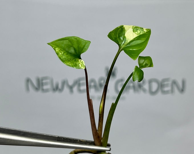 Syngonium Podophyllum Albo Variegated  Tissue Culture (1 item/bag)