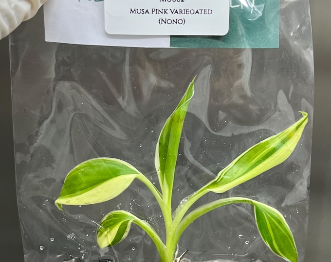Musa Pink Variegated (NoNo) Tissue Culture (1 item/bag)