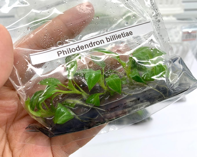 Philodendron Billietiae | 1 bag (5 plants per bag) Tissue Culture