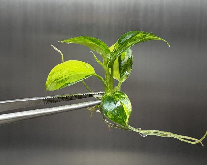 Philodendron Florida x Mayoi Variegated Tissue Culture (1 item/bag)