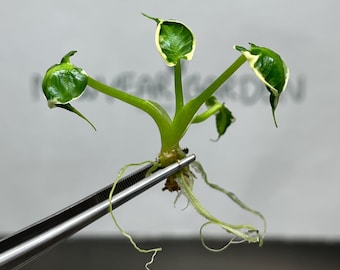 Alocasia Mickey Mouse Albo Variegated Tissue Culture (5 sztuk/worek)