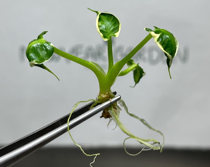 Alocasia Mickey Mouse Albo Variegated Tissue Culture (5 items/bag)