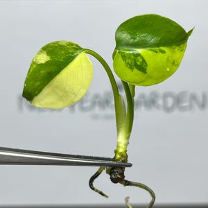 Puede incluir: Un pequeño esqueje de planta variegada con dos hojas en forma de corazón que presentan patrones verdes y crema. La planta tiene un tallo corto y raíces visibles que se extienden desde la base, sostenida por pinzas de metal sobre un fondo borroso.