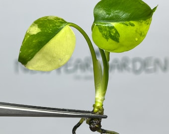 Monstera Yellow Marilyn Variegated (Deliciosa) Tissue Culture (1 item/bag)
