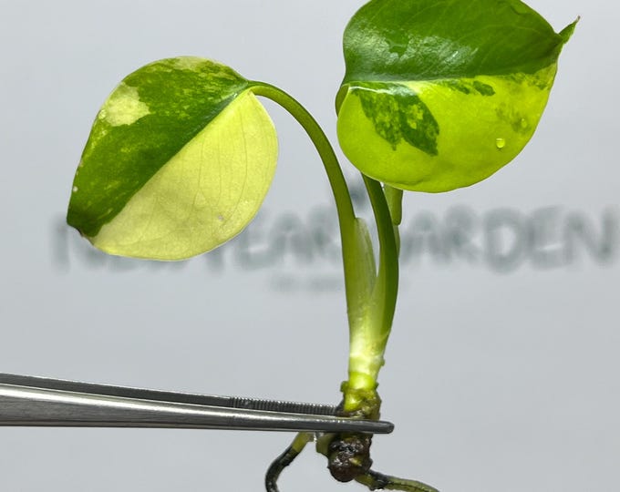Monstera Yellow Marilyn Variegated (Deliciosa) Tissue Culture (1 item/bag)