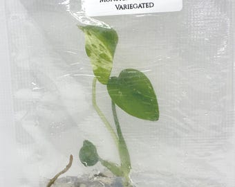 Monstera Vietciosa Variegated Tissue Culture (1 item/bag)