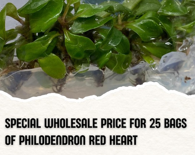 Wholesale 25 Philodendron Red Heart Tissue Culture (Counted as 1 Item to Save Shipping Cost)