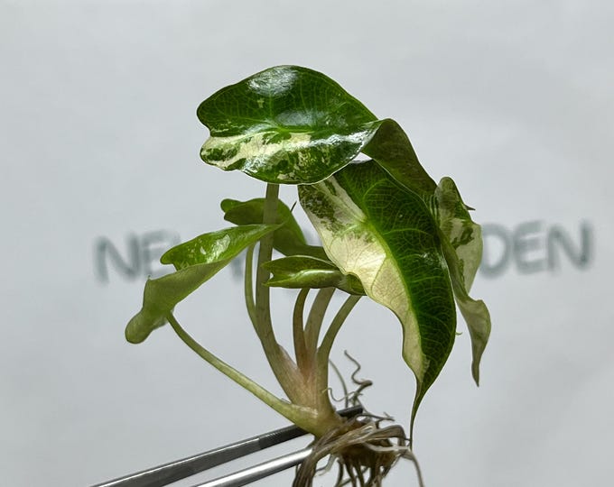 Alocasia Polly Pink Variegated Tissue Culture (1 item/bag)