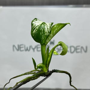 May include: A close-up of a small plant with green and white variegated leaves and long, thin roots. The plant is held by a pair of silver tweezers. The text "NEW YEAR GARDEN" is visible in the background.