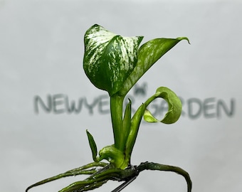 Monstera Devil Monster Variegated Tissue Culture (1 item/bag)
