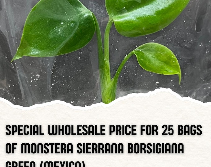 Wholesale 25 Monstera Sierrana Borsigiana Green Tissue Culture (Counted as 1 Item to Save Shipping Cost)