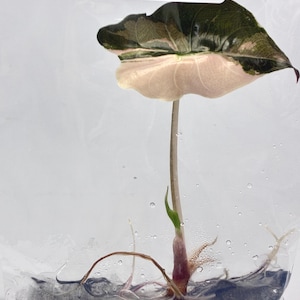 Alocasia chantrieri pink variegated - Etsy 日本