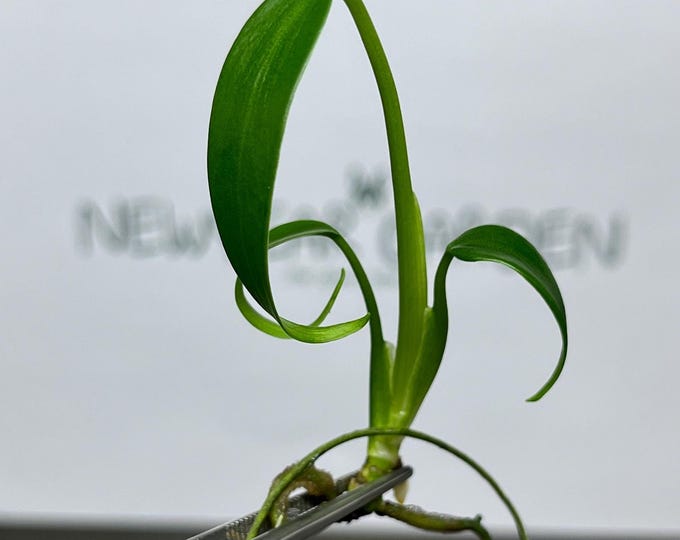 Monstera Burle Marx Frame Tissue Culture (1 item/bag)