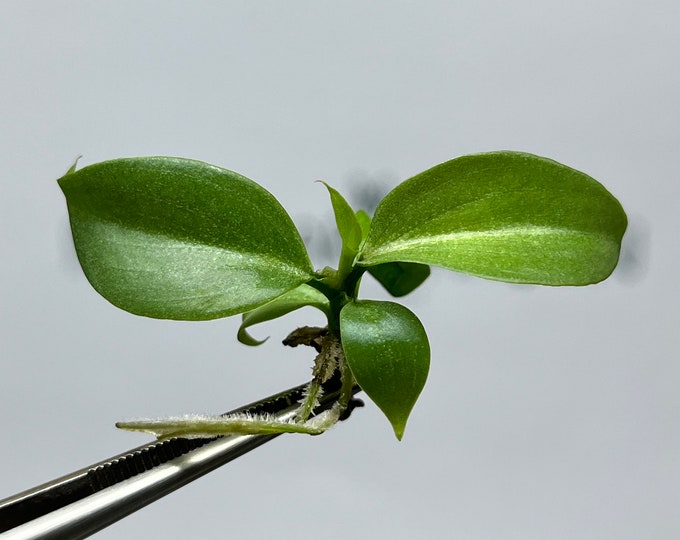 Philodendron Gloriosum Pink Back  Tissue Culture (5 items/bag)