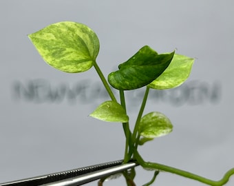 Anthurium Vittarifolium Variegated Tissue Culture (1 item/bag)